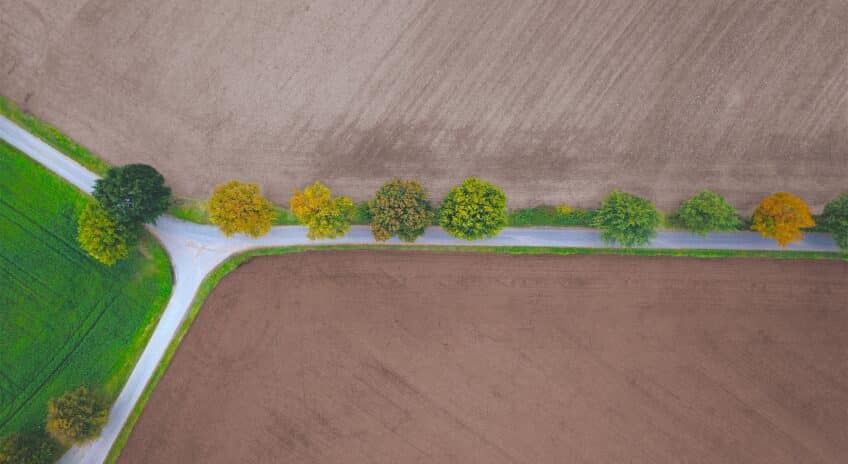 Feldweg mit Gabelung und einzelnen Bäumen am Rand zwischen Feldern und Ackerflächen im Herbst, durch Landwirtschaft geprägte Kulturlandschaft